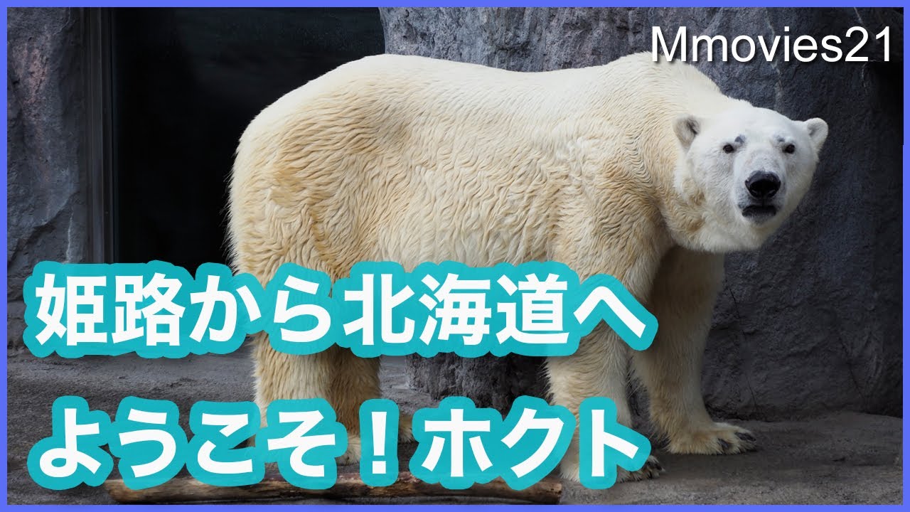 ホッキョクグマ ホクト 姫路から北海道にやってきた 旭山動物園4頭のホッキョクグマたち Polar Bears Asahiyama Zoo Youtube ホッキョクグマ ホクト 姫路から北海道にやってきた 旭山動物園4頭のホッキョクグマたち Polar Bears Asahiyama Zoo Youtube