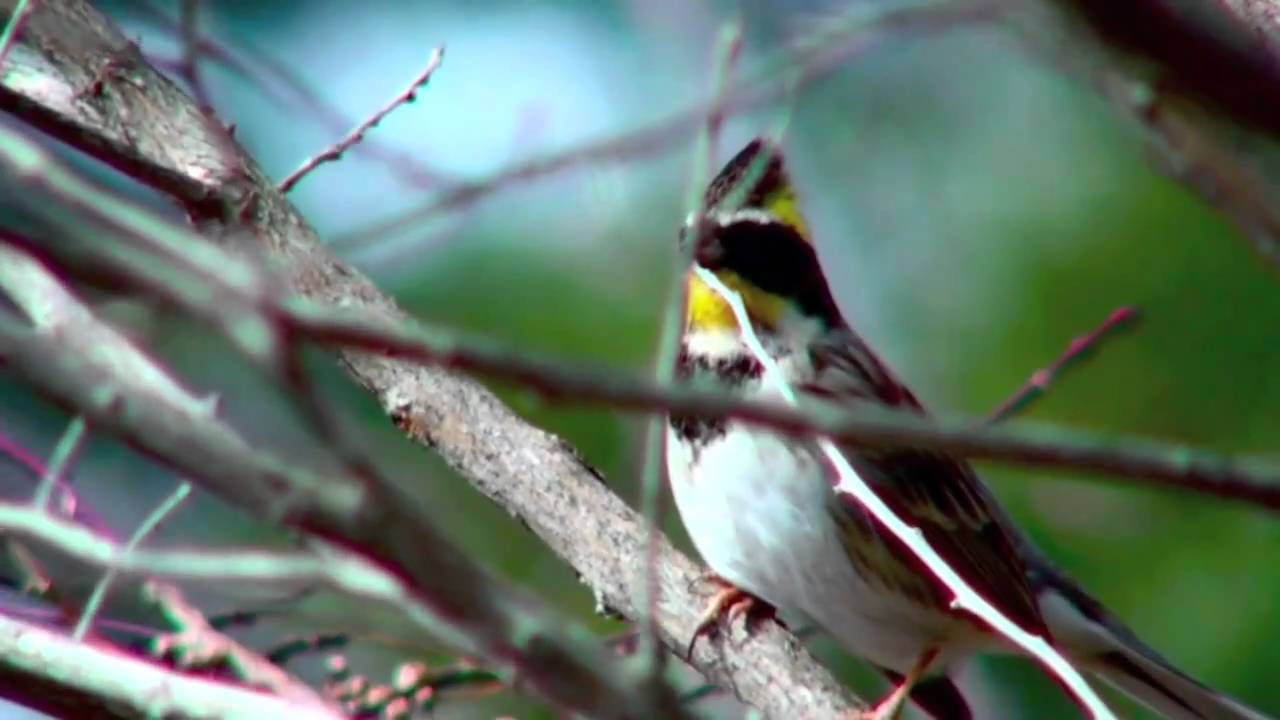 野鳥：ミヤマホオジロ (2)／Wild Birds: Yellow-throated Bunting (2) 