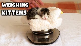 Weighing Kittens | Newborn 3 Days Old Cats by Kittiopia 677 views 3 years ago 3 minutes, 5 seconds