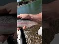 How to Gut Rainbow Trout #fishing #oregon #trout #hunting #rainbowtrout #pnw Mp3 Song