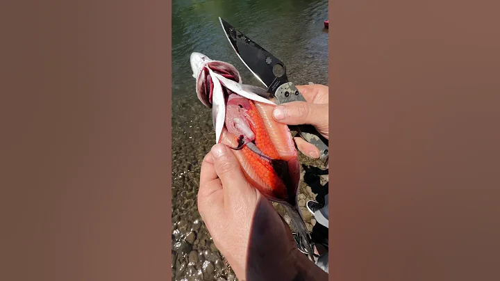 How to Gut Rainbow Trout #fishing #oregon #trout #hunting #rainbowtrout #pnw