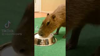 Capybara tiktoks part 24
