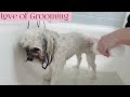 Shih Poo enjoys a relaxing bath and massage
