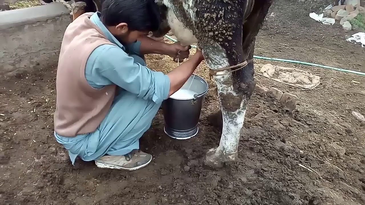 How To Increase Milk Production In Animals In Urdu Hindi Youtube