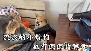 流浪的小黄狗也有倔倔的脾气，呲牙裂口的一抱起来立马怂了  Dog  rescu in China   2023 01  15