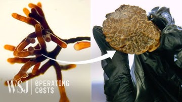 American-Farmed White Truffles Were Almost Impossible. That