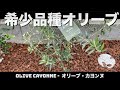 オリーブ希少品種 カヨンヌを植え替えました。自宅の庭に3月の地植え。