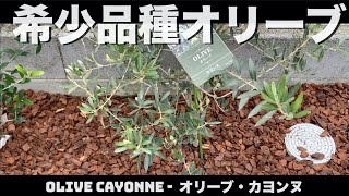 オリーブ希少品種 カヨンヌを植え替えました。自宅の庭に3月の地植え。