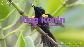King Konin Tarung | Cocok Untuk Pikat Maupun Masteran Durasi 1 Jam