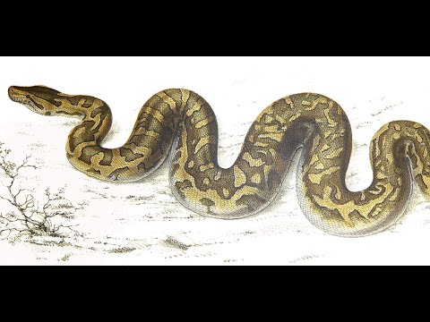 Spotted Ball Python Wallpaper  Download to your mobile from PHONEKY