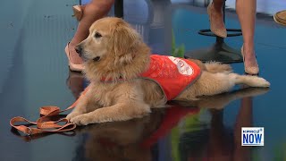 Keeping your dog healthy and safe in the summer months