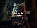 Why a Cat's Purr is a Superpower