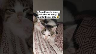En Sona Kalan İki Yavru.. Aslında En Kazançlı Çıkanlar Bunlar Oldu
