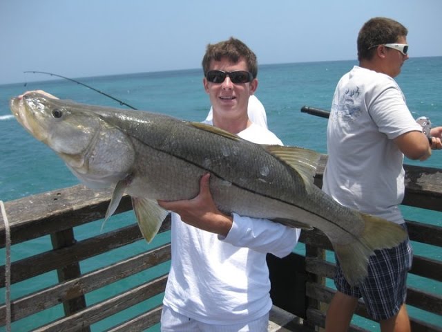 How to Make Snook Rigs for Pier Fishing! 