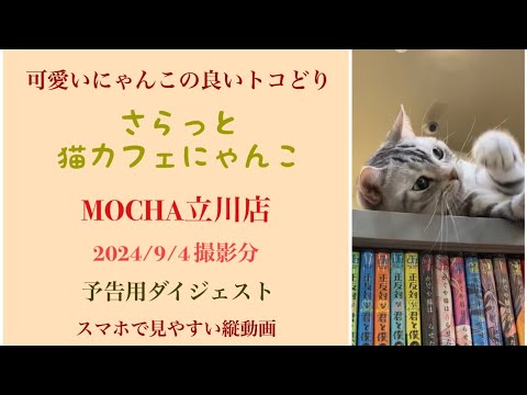 猫カフェMOCHA立川店　2024/9/4 撮影分　ダイジェスト　#日替わり猫カフェにゃんこ
