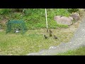 7 young starlings getting fed by parents and a male green woodpecker hunting ants