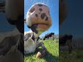 Funniest Cow Moments 😄🐄