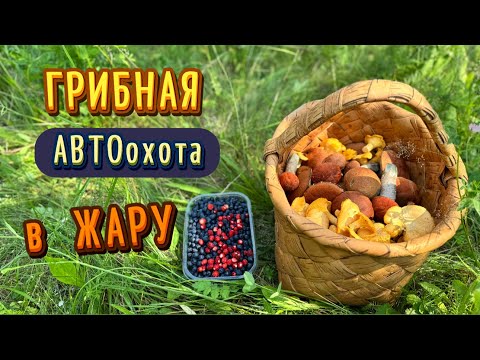 🌡️ЖАРА 35°, дождей нет, а ГРИБЫ ПРЯМО НА ДОРОГЕ! Улов без выхода из авто! Грибы 2025