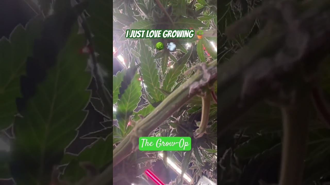 Growing your own hits different 