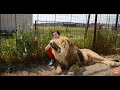 Лев Марсель танцует под аккомпанемент Олега Зубкова ! A huge lion is dancing!