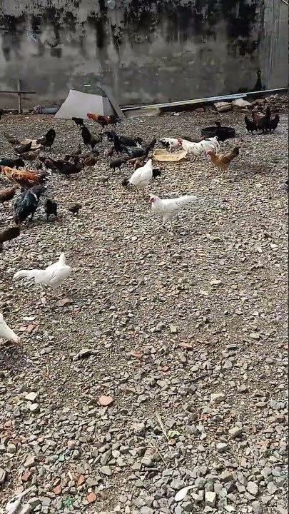 free land chickens