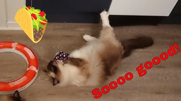 Valerian root cat toy - Ragdoll cats