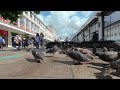 VR180° Pigeons compete with greedy Starlings for food,  The Moor, Sheffield