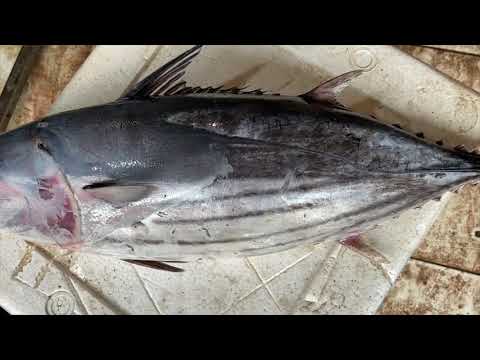 Balaya Fish identification - Skipjack tuna identification