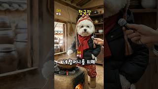 청국장 끓이다가  #강아지 #dog #반려견 #bichonfrise #비숑프리제