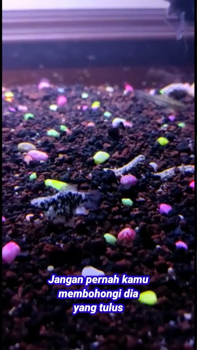 Story WA Aquarium