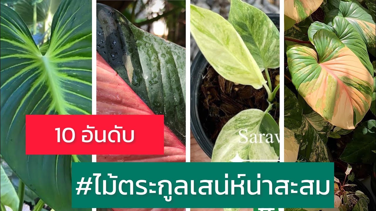 10 อันดับ ไม้ตระกูลเสน่ห์จันทร์น่าสะสม