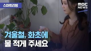 [스마트 리빙] 겨울철, 화초에 물 적게 주세요 (2020.12.01/뉴스투데이/MBC)