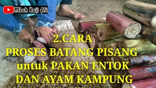 Pecah Rekor Ayam Pejantan PANEN USIA 37 HARI dgn Racikan Pakan Seperti Ini..... 