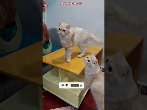 جربت تريند صوت اللاصق مع فلفل قطط مضحكة