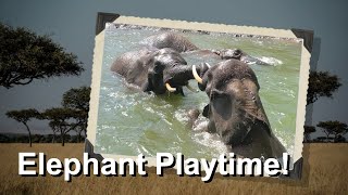 Over 11 minutes of elephants splashing and playing on a hot day!  (4K 60FPS)