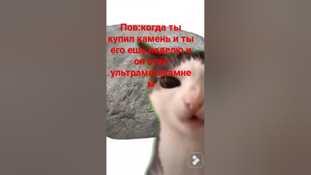 й#ихвильнихт #мемныекоты #кот #коты #мемы #котики #мем #жиза #мемчики ...