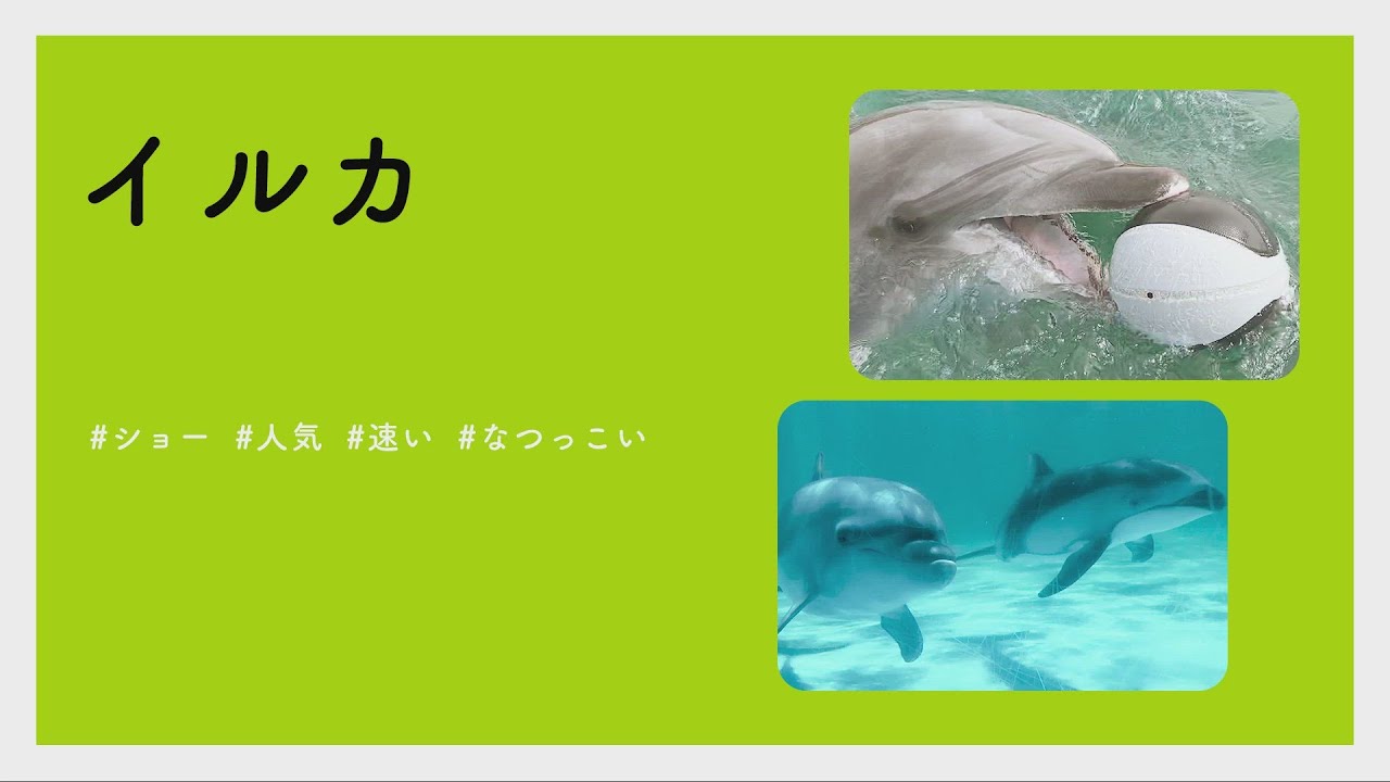 かわいい 楽しい 癒し水族館に行こう イルカ Youtube