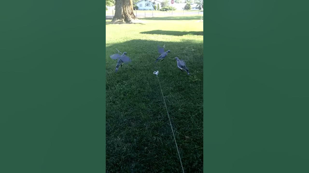 Dove decoys homemade YouTube