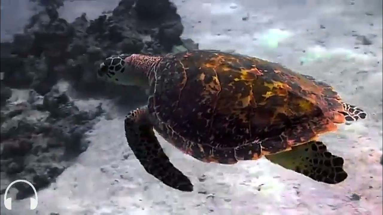 7° dia de Meditação - Desafio 21 dias