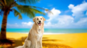 Photoshop :How to Focus object and blur background | DSLR Effect | Tutorial video