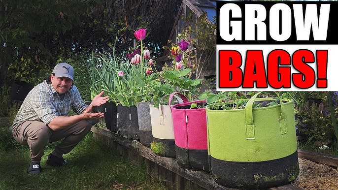 Discover Grow Bags: An Alternative Plant Container