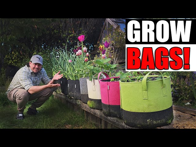 Gardening in Grow Bags, Answers to All Your Questions