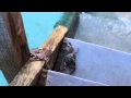 Crabs on over water villa steps at Conrad Maldives Rangali Island