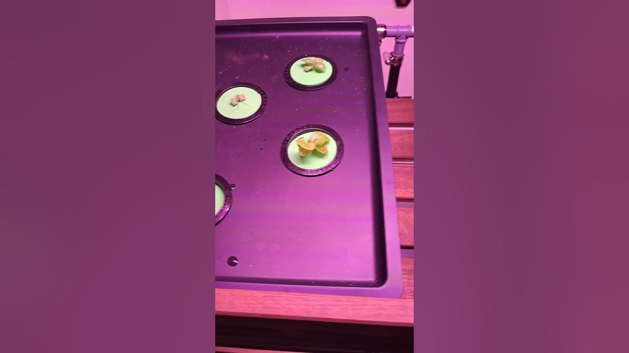 Check out our DIY Hydroponic IKEA shelf... hydroponics