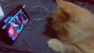 Cute cat watching  bwf badminton world championship