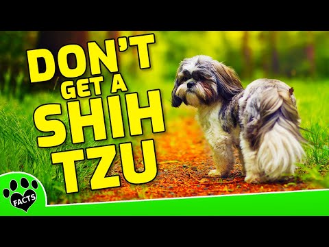 5 Reasons NOT To Get A Shih Tzu   Small Dog Breeds
