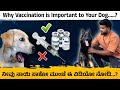 Watch this Video Before Getting a Dog..? 🚫 | ಶೋಕಿಗೆ ಅಂತ ನಾಯಿ ಸಾಕಬೇಡಿ 🤦| Dog Health Tips at Home ✅