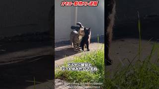 モッテモテじゃん… #海外 #動物