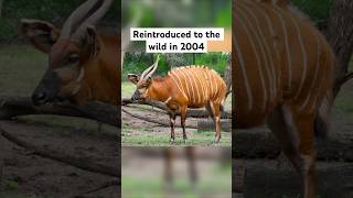 Extinct Animals That Came Back 