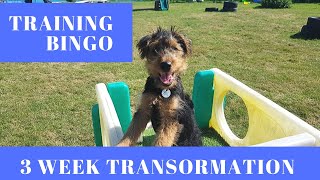 Bingo  Welsh Terrier Puppy Training Journey